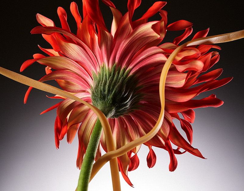 B2B-платформа LG ThinQ Pro будет представлена на выставке KBIS 2026